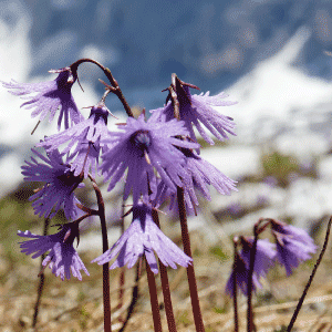 Soldanella_Gruppe.png